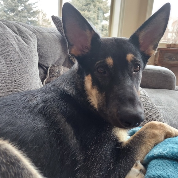 Meet your Posher, Claudia - Picture 2 of 4